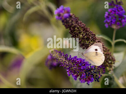 Piccolo cavolo bianco sulla farfalla buddliea Foto Stock