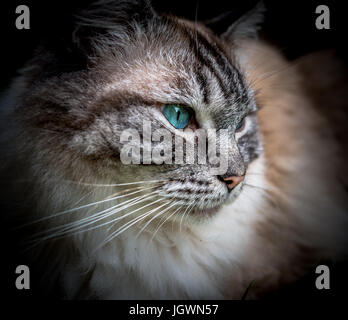 Pedigree gatto Ragdoll occhi blu verticale. Foto Stock