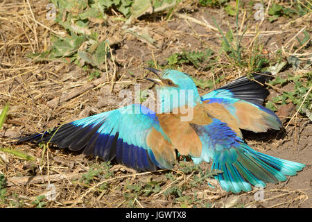 Rullo europea (Coracias garrulus) adulto, pulizia le sue piume nel sole e sabbia, Hortobagy national park, Ungheria. Foto Stock