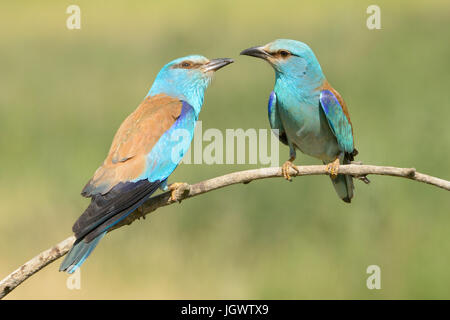 Due rulli europea (Coracias garrulus) seduta e la visualizzazione di insieme su un ramo, Hortobagy national park, Ungheria. Foto Stock