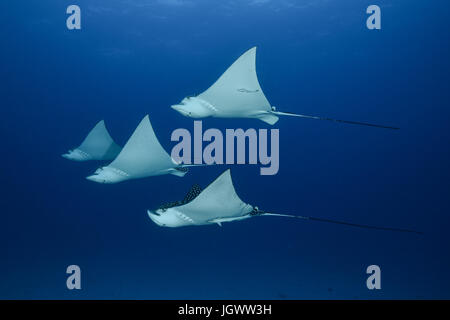 Spotted Raggi eagle (aetobatus narinari), vista subacquea, Cancun, Messico Foto Stock