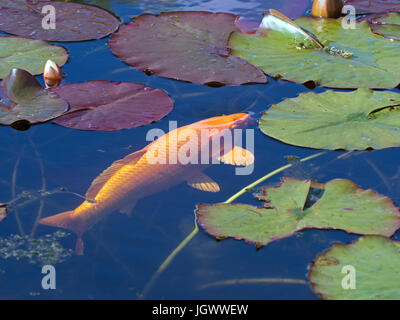 Un golden carpe Koi nello stagno Foto Stock