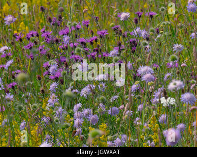 Fiori Selvatici nel fieno prato Wensum Valley Norfolk Foto Stock