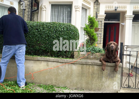 Uomo siepe di taglio mentre grosso cane guarda a. Foto Stock