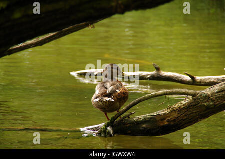 Duck sul moss tronco di albero sul lago Foto Stock