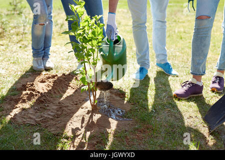 Un gruppo di volontari e di piantare alberi di irrigazione Foto Stock