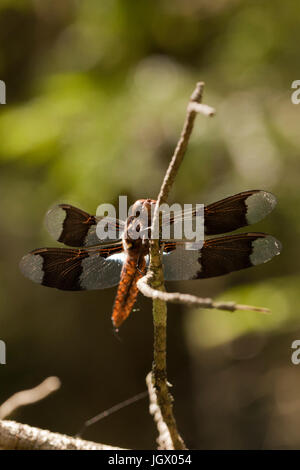 Comune di culbianco skimmer dragonfly (Plathemis lydia) poggiante su un ramoscello. I capretti maschio lungo-tailed dragonfly poggiante su un rovo, isolata contro un b Foto Stock