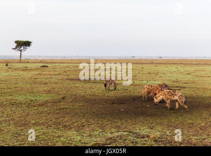 Il clan di iene a Savannah a africa Foto Stock