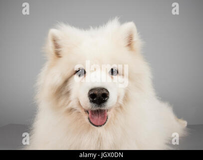 Ritratto di un cane da compagnia samoiato nel Regno Unito. Foto Stock