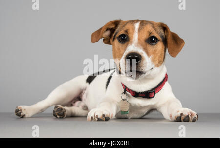 Jack Russell Terrier cucciolo fotografato nel Regno Unito. Foto Stock