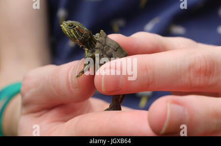 New York, Stati Uniti d'America. 17 Giugno, 2017. Un rosso-eared slider terrapin nel Central Park di New York, Stati Uniti d'America, 17 giugno 2017. Foto: Stephanie Ott/dpa/Alamy Live News Foto Stock