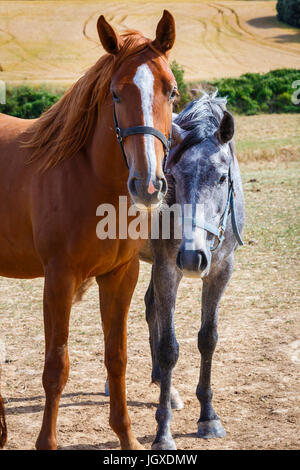 Cavalli su una farm. Foto Stock