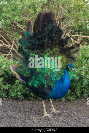 Rad schlagender blauer pfau (pavo cristatus) pardela im park, las pardelas, Lanzarote, kanarische isole, europa | blu pavone (pavo cristatus) in pa Foto Stock