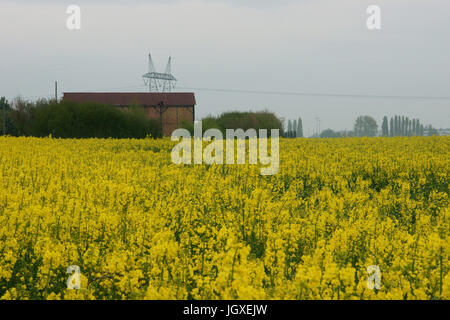 Plantation, Champs de semi di colza (Brassica napus), Boissy sous Saint Yon, Essonne, Ile de France, Francia Foto Stock