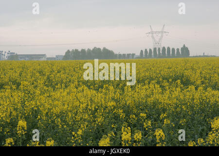 Plantation, Champs de semi di colza (Brassica napus), Boissy sous Saint Yon, Essonne, Ile de France, Francia Foto Stock