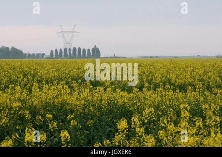 Plantation, Champs de semi di colza (Brassica napus), Boissy sous Saint Yon, Essonne, Ile de France, Francia Foto Stock