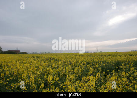 Plantation, Champs de semi di colza (Brassica napus), Boissy sous Saint Yon, Essonne, Ile de France, Francia Foto Stock