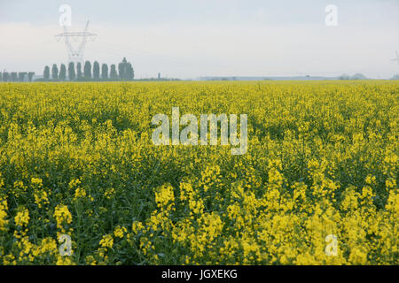 Plantation, Champs de semi di colza (Brassica napus), Boissy sous Saint Yon, Essonne, Ile de France, Francia Foto Stock