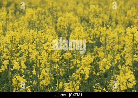 Plantation, Champs de semi di colza (Brassica napus), Boissy sous Saint Yon, Essonne, Ile de France, Francia Foto Stock