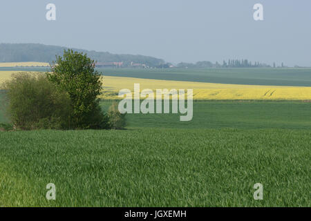 Plantation, Champs de semi di colza (Brassica napus), Boissy sous Saint Yon, Essonne, Ile de France, Francia Foto Stock