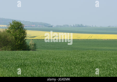 Plantation, Champs de semi di colza (Brassica napus), Boissy sous Saint Yon, Essonne, Ile de France, Francia Foto Stock