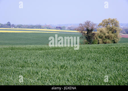 Plantation, Champs de semi di colza (Brassica napus), Boissy sous Saint Yon, Essonne, Ile de France, Francia Foto Stock