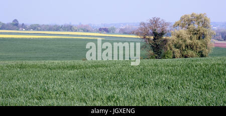 Plantation, Champs de semi di colza (Brassica napus), Boissy sous Saint Yon, Essonne, Ile de France, Francia Foto Stock