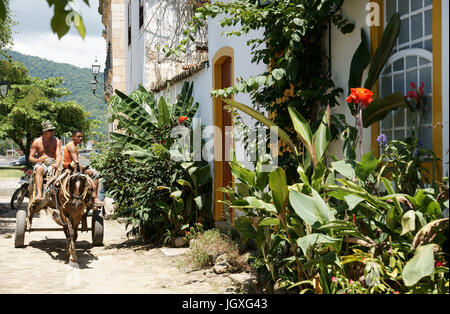 Pullman, piante, Paraty, Rio de Janeiro, Brasile Foto Stock