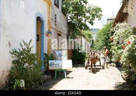 Pullman, piante, Paraty, Rio de Janeiro, Brasile Foto Stock