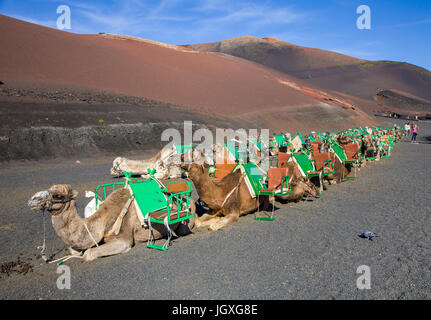 Rastende dromedare, einhoeckriges kamel (camelus dromedarius) im nationalpark Timanfaya, Lanzarote, kanarische isole, europa | appoggiata dromedari, c Foto Stock