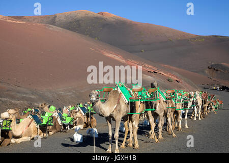 Rastende dromedare, einhoeckriges kamel (camelus dromedarius) im nationalpark Timanfaya, Lanzarote, kanarische isole, europa | appoggiata dromedari, c Foto Stock