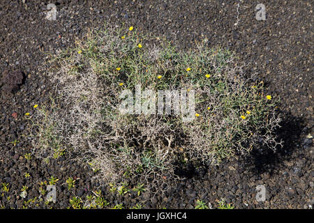Strauch-dornlattich (launaea arborescens, sinonimo: zollikoferia arborescens), montana del cuervo, Lanzarote, kanarische isole, europa | perenne shr Foto Stock