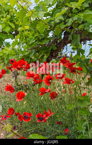 Fioritura di fiori di papavero in un verde vigneto Foto Stock