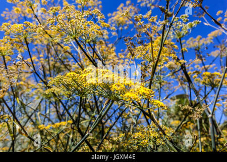 Foeniculum vulgare 'purpureum'. Porpora Fennel giallo fiori giardino cielo erbaceo Foto Stock