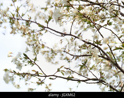 Bianco Ciliegio blossom al vento. Prunus serrulata 'Jo-nioi', mandorla profumi di ciliegia giapponese crescente nel Galles del Nord garden, Regno Unito. Foto Stock