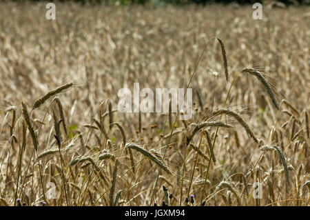 Ripe golden grano su un campo estivo in centrale dei Balcani, della montagna Stara Planina, Bulgaria Foto Stock