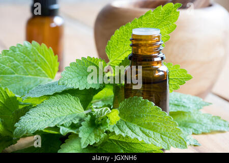 Melissa (Melissa) olio essenziale - una bottiglia con fresche foglie di Melissa Foto Stock