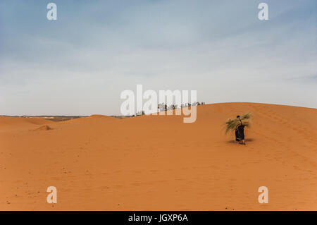 Vecchia donna berbera lavorare solo su di una duna di sabbia in Merzouga, Marocco Foto Stock