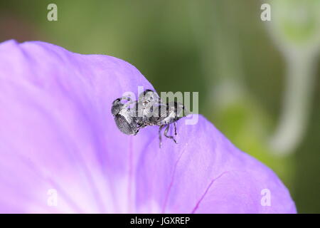 Fisso, ragazzi! Foto Stock