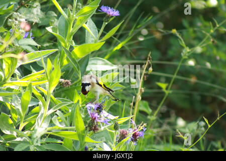 Cardellino in un paese di lingua inglese giardino Foto Stock