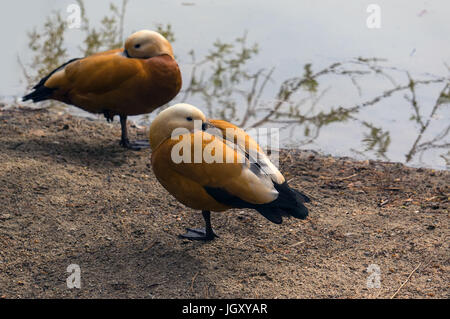 Femmina anatre Teal stare insieme e dormire a terra Foto Stock