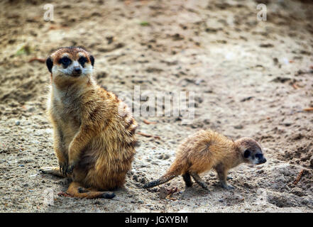 Meerkat, Suricata suricatta, noto anche come il suricate con un bambino. La fauna animale. Foto Stock