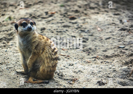 Meerkat Suricate o nel giardino zoologico. Un spaventati meerkat sorge sulla sabbia Foto Stock