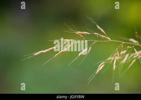 Switchgrass (Panicum virgatum) primo piano - USA Foto Stock