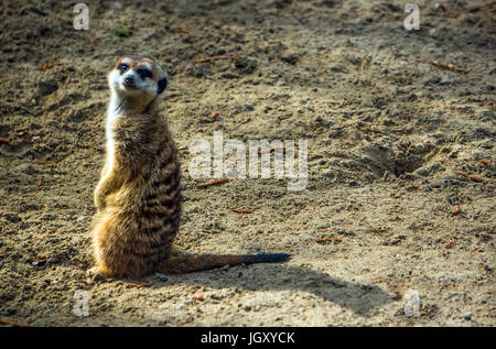 Meerkat Suricate o nel giardino zoologico. Un spaventati meerkat sorge sulla sabbia Foto Stock