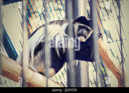 Triste monkey seduto in una gabbia con il suo ritorno al ramo dell'albero. La scimmia triste sta subendo la reclusione in una gabbia. Foto Stock