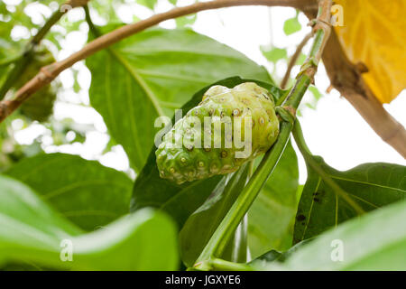 Il Noni frutto su tree (Morinda citrifolia) aka grande morinda, gelso indiano, noni, spiaggia del gelso, frutto di formaggio Foto Stock