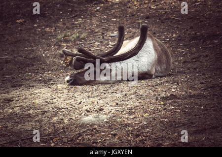 La renna con grandi corna giacente a terra. La carcassa di renne uccise dai bracconieri. A caccia di cervi in una foresta selvaggia Foto Stock