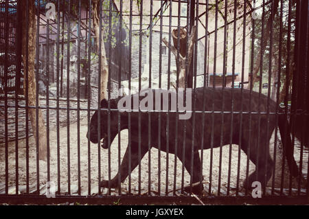 Giaguaro Nero in una gabbia di zoo. Black Panther camminando in una gabbia dietro le sbarre Foto Stock