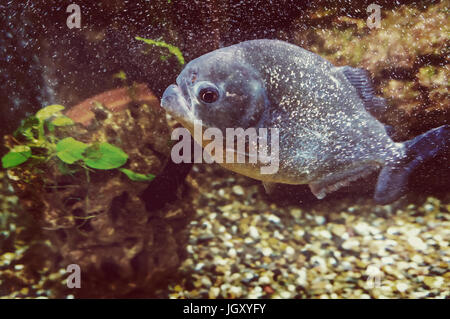 Piranha nuota sotto l'acqua su uno sfondo di rocce e alghe in acquario. Foto Stock